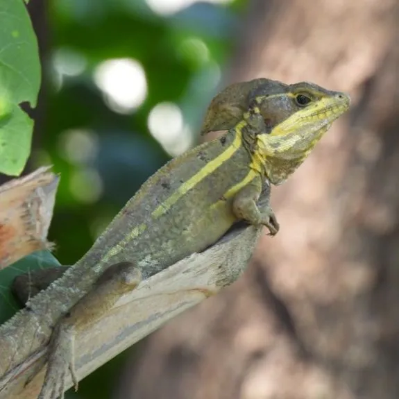 thumbnail for publication: Basilisco Marrón en Florida